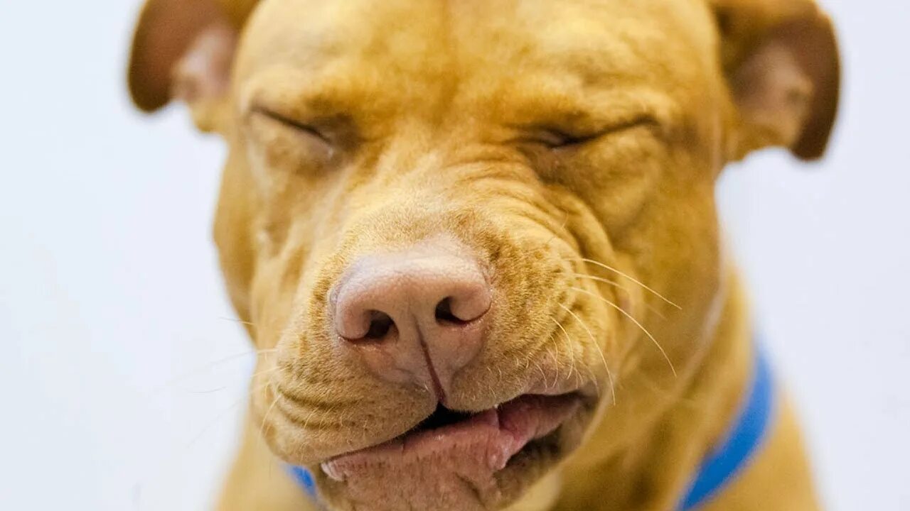 Reverse Sneeze or Tracheal Collapse? - YouTube