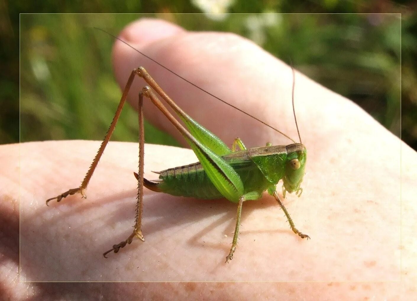 Лапка кузнечика. Кузнечиковые Tettigoniidae. Кузнечик долихопод. Кузнечик Шелковниковой. Шароголовый кузнечик.