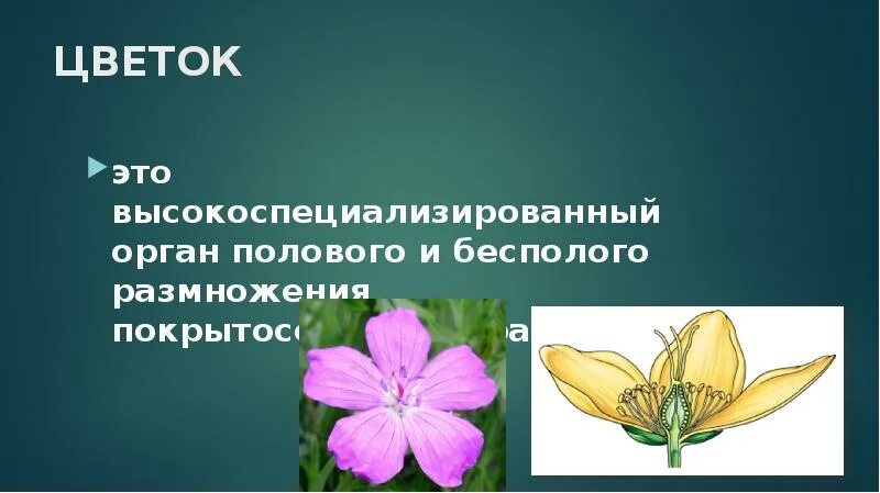 Цветок орган бесполого размножения. Цветок орган полового размножения. Морфология цветка презентация. Генеративные органы покрытосеменных. Генеративные органы соцветия