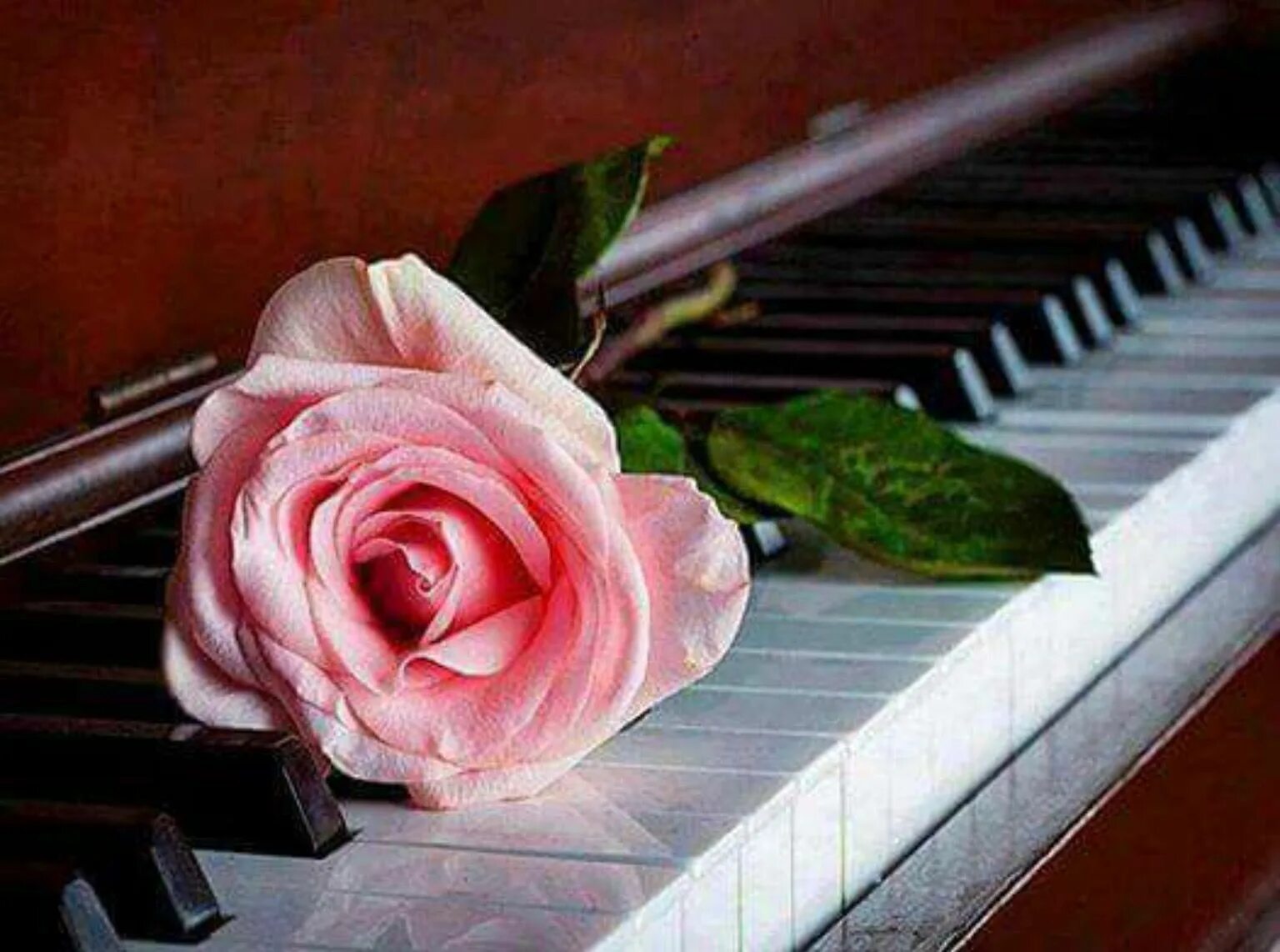 Как пишется восхитительная. Цветы на рояле. Цветы на пианино. Розы на фортепиано. Розы на рояле.