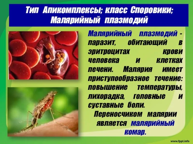 Малярийный комар тип развития. Споровики малярийный. малярийный плазмодий паразит. апикомплексы малярийный плазмодий. споровики малярийный плазмодий.