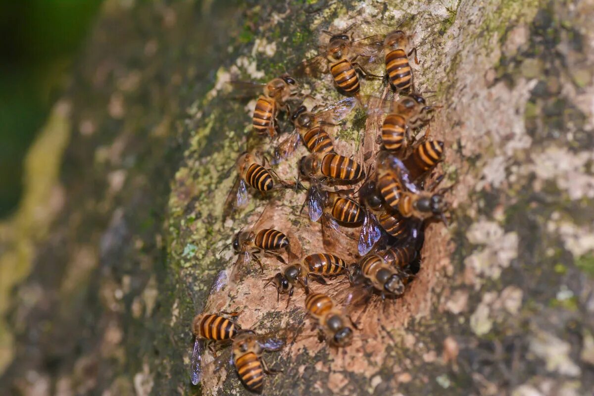 Хвойным пчел. Дикая медоносная пчела. Среднерусская пчела дикий улей. Пчела Лесная Дикая. Дикие пчелы в лесу.