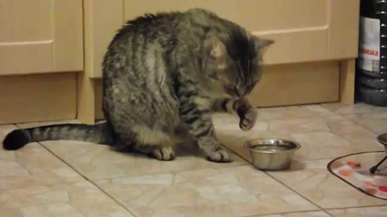 Кот пьет из миски лапой. Кот пьет воду лапой. Кошка окунает лапы в миску. Кот пьет воду из под крана. Кошки пьют лапой