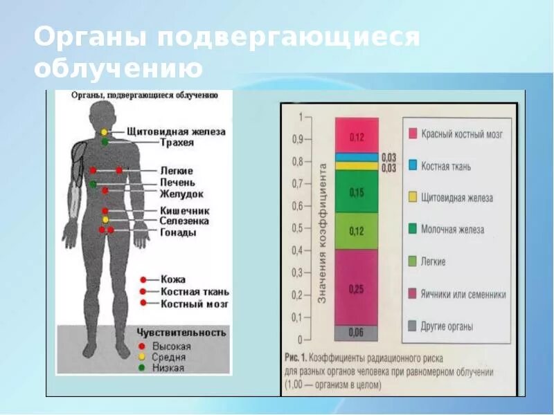 Органы подвергающиеся облучению. Органы подверженные радиации. Воздействие ионизирующего излучения на ткани организма. Чувствительность органов к радиации. Группы критических органов