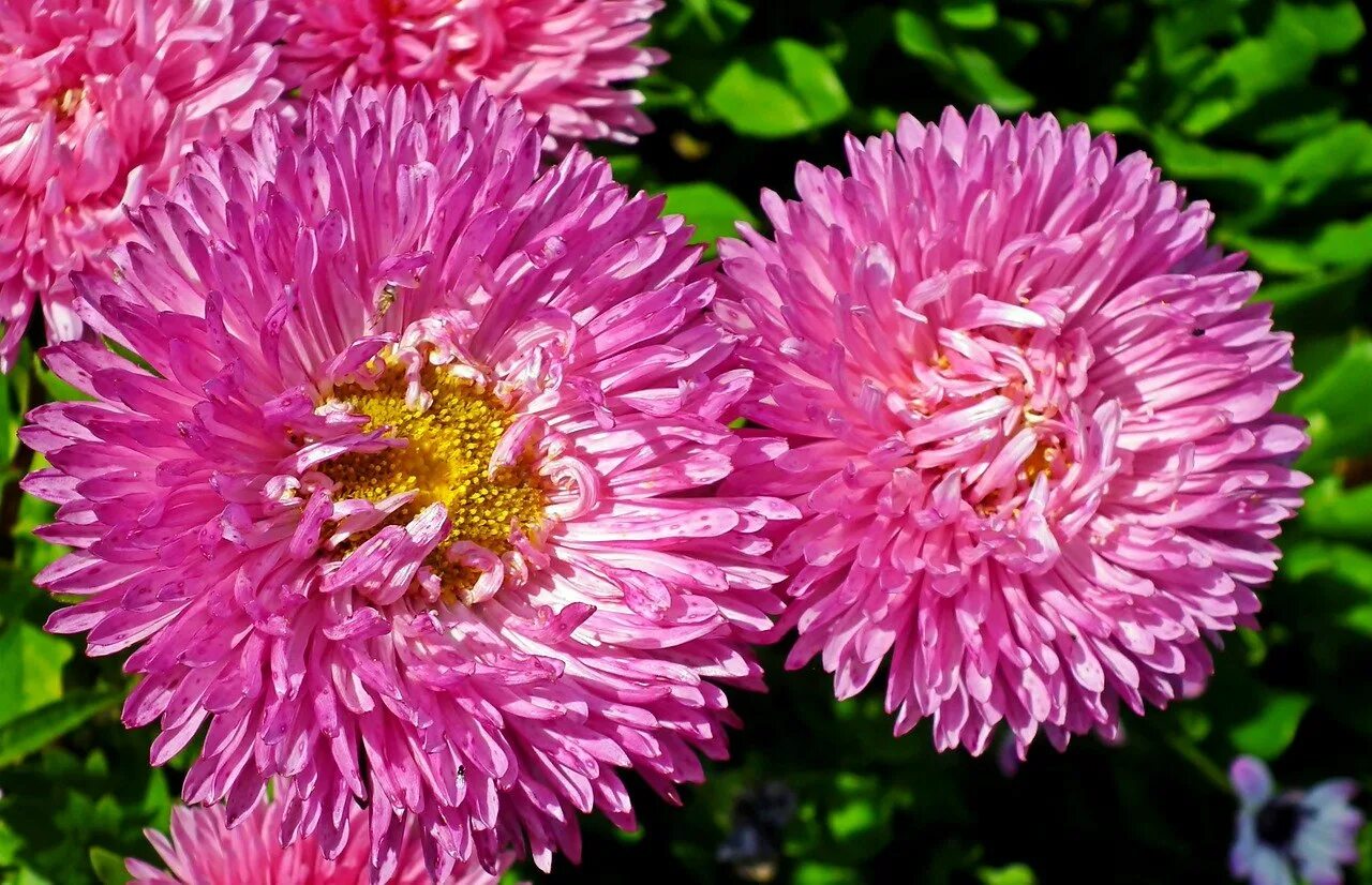 Включи астру. Мини астры. Включи астру. Включи астру. Включи астру.