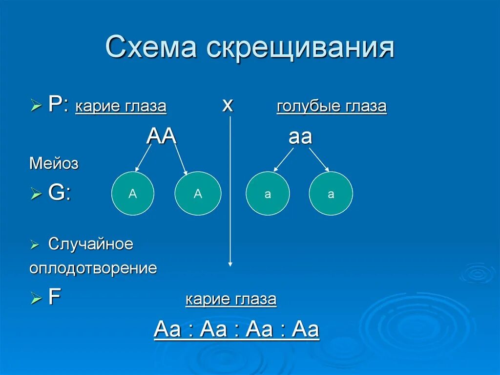 Решение задач по генетике 10 класс биология. Схема скрещивания генетических задач. Схема скрещивания АА АА. Схема задачи по генетике. Задача по генетике АА АА.