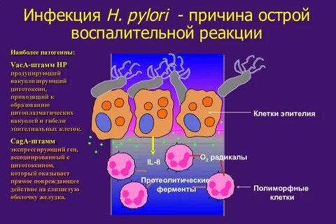 Полиморфные клетки