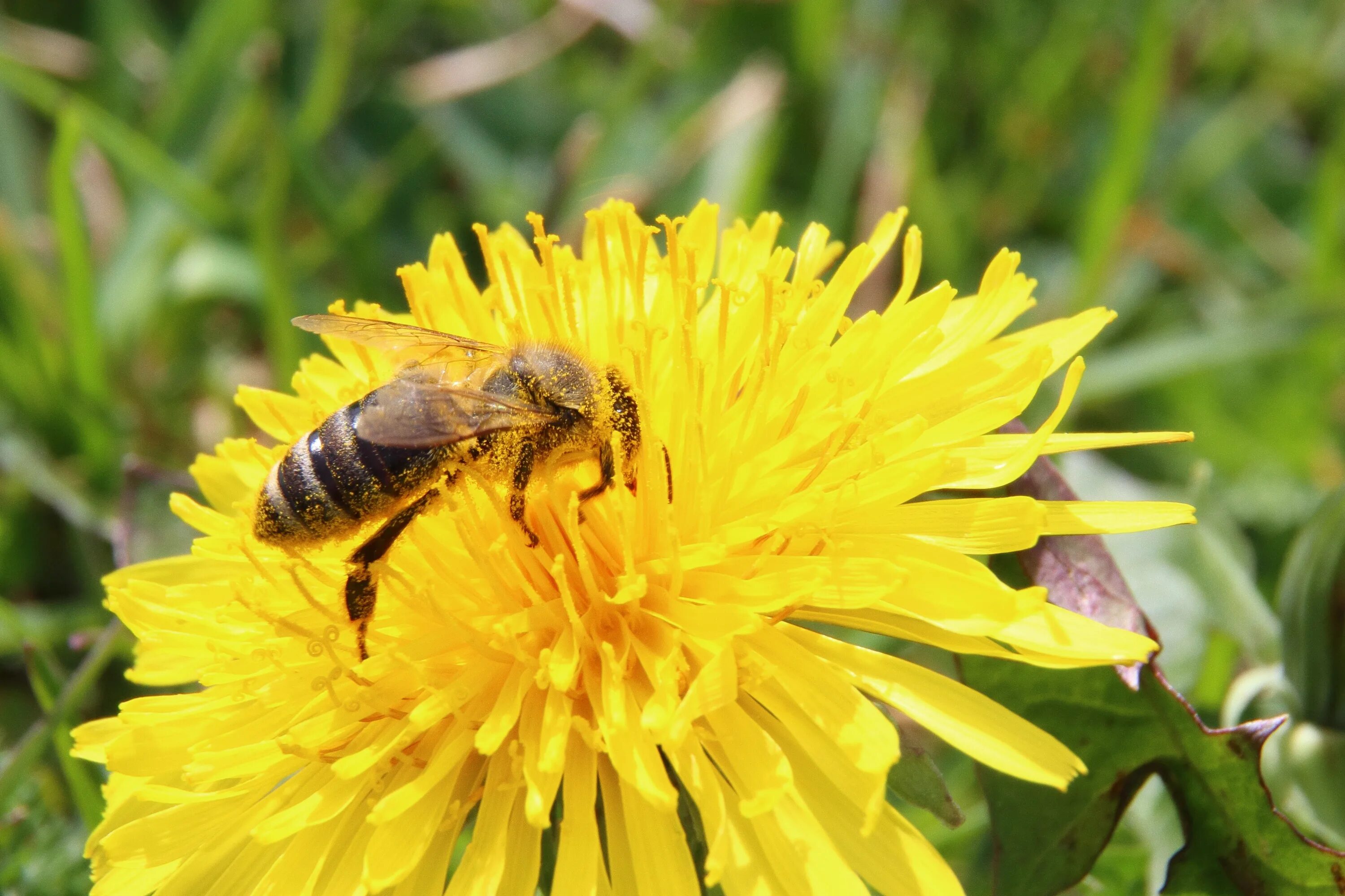 С пыльцой в голове значение. Пчелы опыляют растения. Пыльца опыление. Пчела на одуванчике. Полевая пчела.