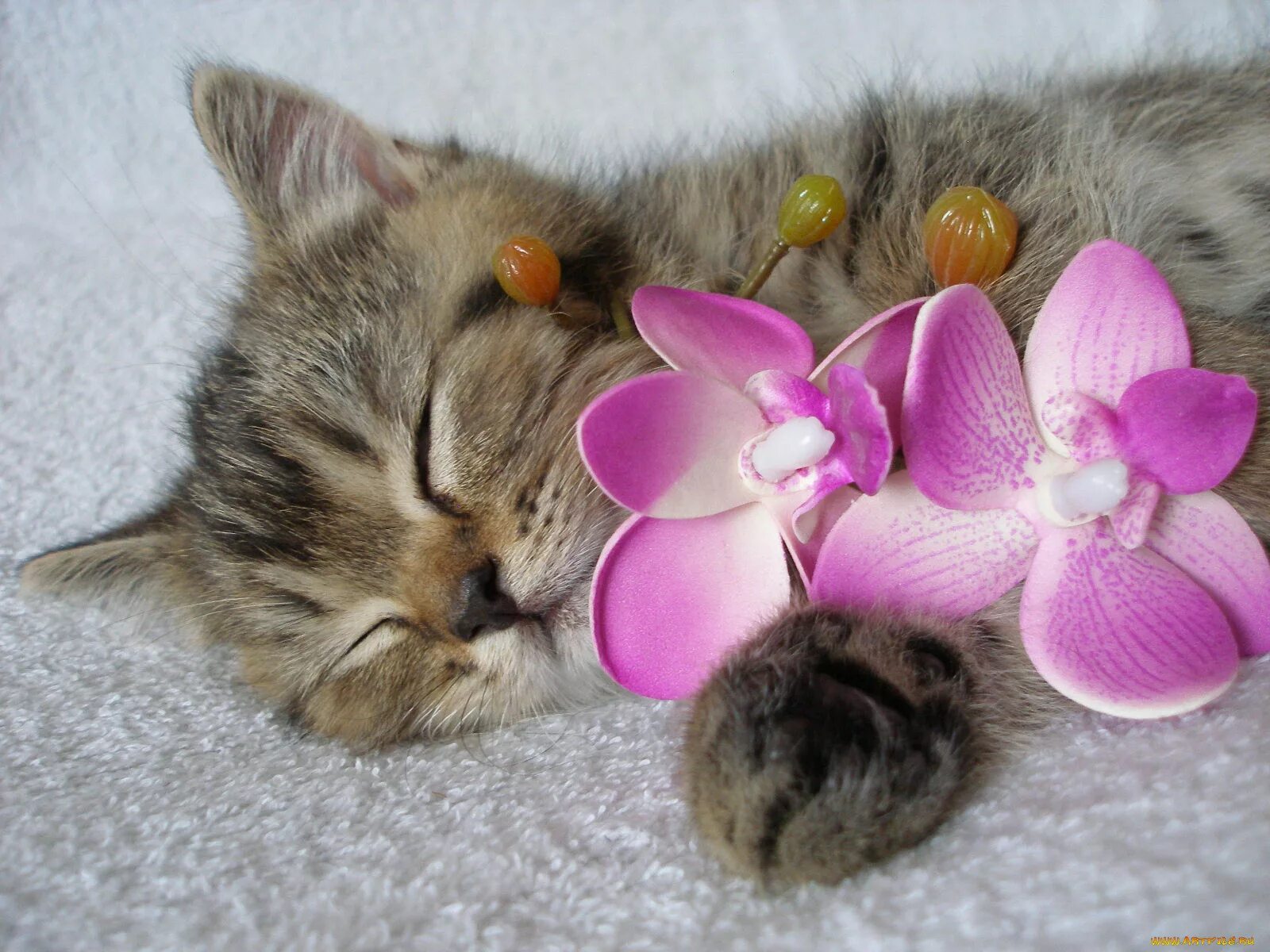 Кот и цветы. Орхидея и кошки. Котёнок с цветком. Красивые цветы и животные. Киса кисуня мурка