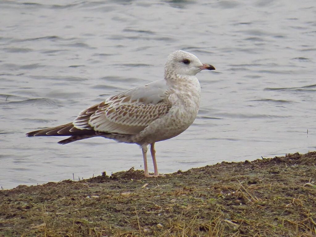 Сизая Чайка. Larus canus. Сизая Чайка молодая особь. Чайка Сибирская. Сайт нижегородской чайки