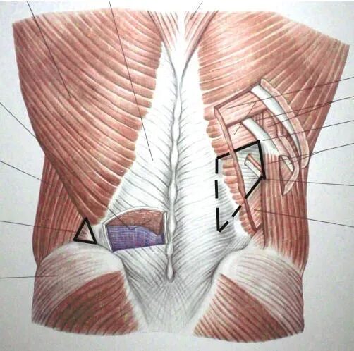 Треугольник снизу. Треугольник Лесгафта Грюнфельда. Поясничный четырехугольник Грюнфельда-Лесгафта. Границы поясничного четырехугольника Грюнфельда-Лесгафта. Поясничный ромб Лесгафта-Грюнфельда границы.