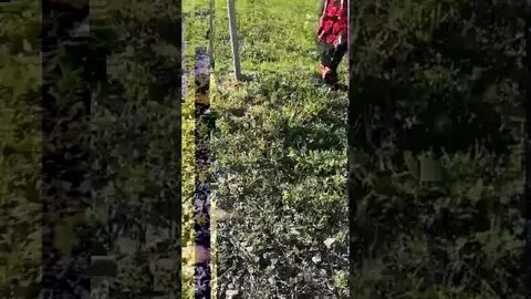 Фото трупа салтанат