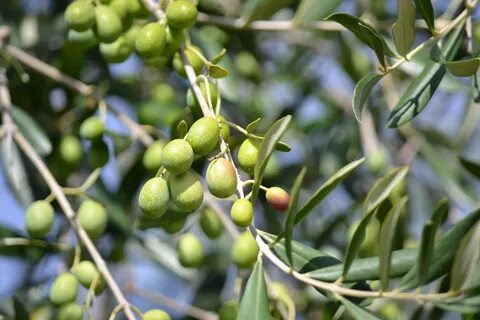 Olea europaea fruit extract