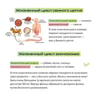 Neofamily биология