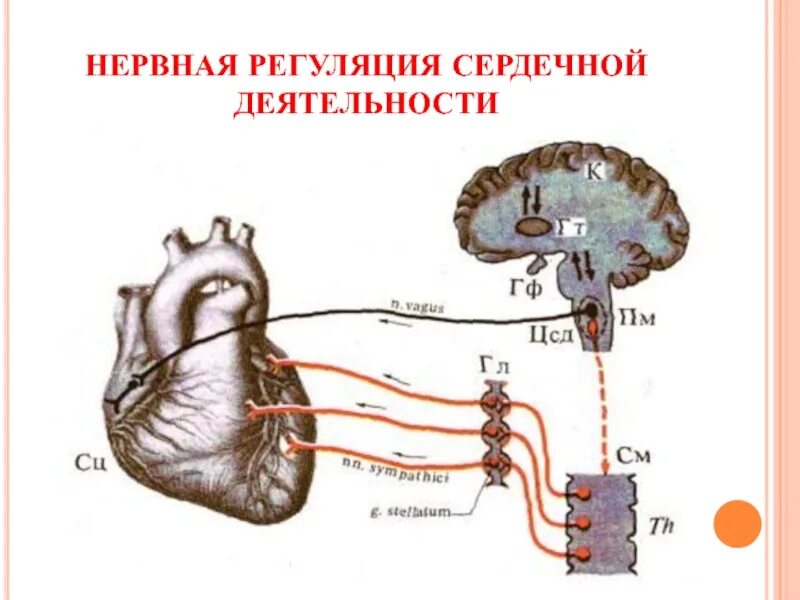 Как происходит регуляция сердца. Центр симпатической регуляции сердечной деятельности. нервные центры регуляции сердечной деятельности. гуморальная иннервация сердца. нервная иннервация сердца.