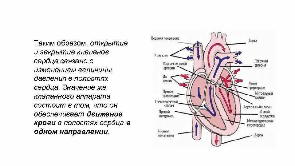 Какая кровь содержится в правой половине сердца