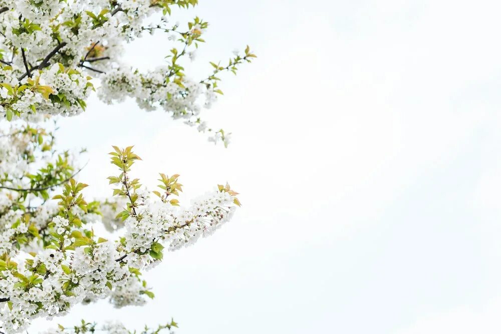 White Blossom. Природа фоны White. Фон для рабочего стола гипсофила. Spring Blossoms White background. White blossoms