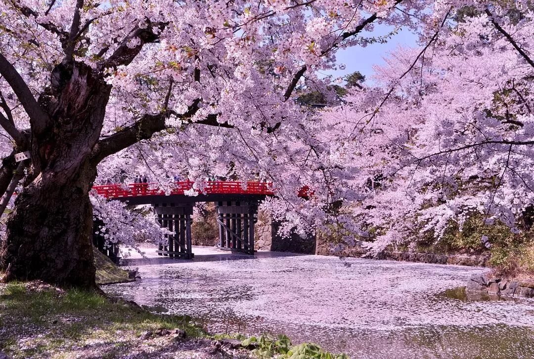 Japanese blossom. Сад Сакуры. Парк Хиросаки. Сад Сакуры в Японии. Киото цветение Сакуры.