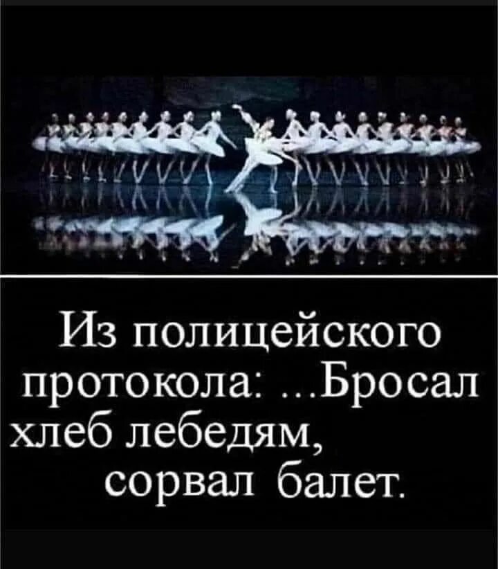 Кинуть хлебом. Бросал хлеб лебедям сорвал балет. Из полицейского протокола бросал хлеб лебедям сорвал. Из полицейского протокола бросал лебедям хлебные крошки сорвал балет. Смешные картинки про балет.