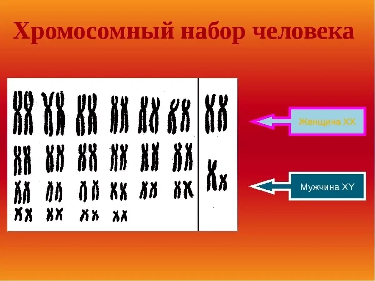 Набор хромосом у женщин