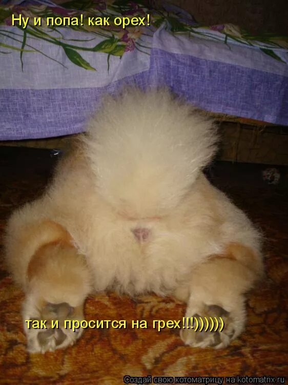 Твой орех просится на грех. Поговорка коту под хвост. так и просится на грех. орех так и просится на грех.