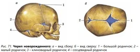 Каким способом соединены кости черепа