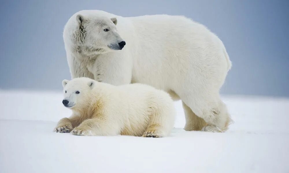 Медведь на белом фоне. Белый медведь лежит. Белый медведь WWF.