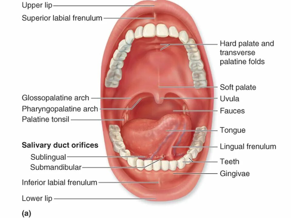 болит нижнее небо