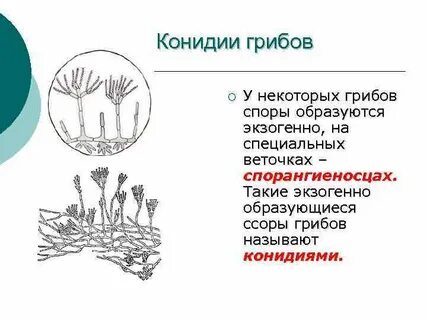 Пеницилл мицелий