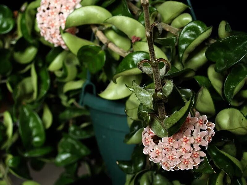 цветок хойя карноза.