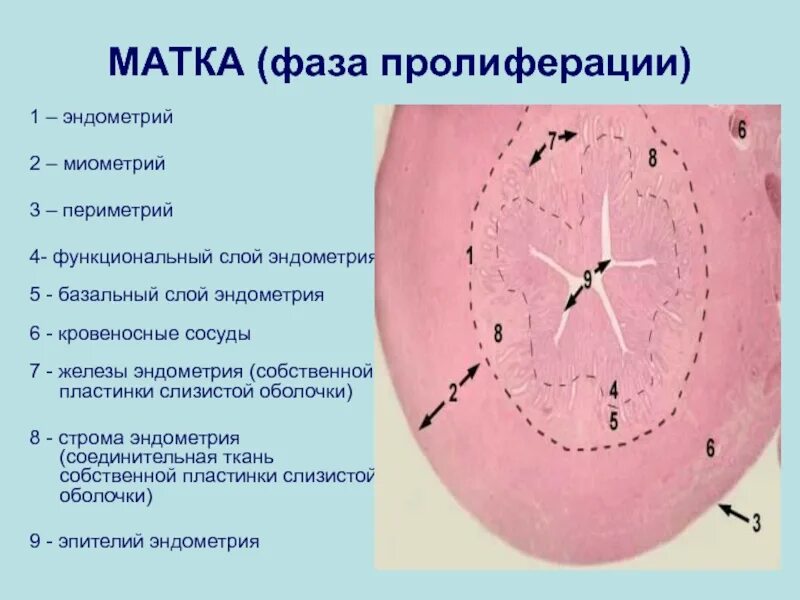 Эндометрий 1 фаза. Матка фаза пролиферации. Толщина эндометрия в пролиферативной фазе. Матка фаза пролиферации гистология. Эндометрий фаза пролиферативная.