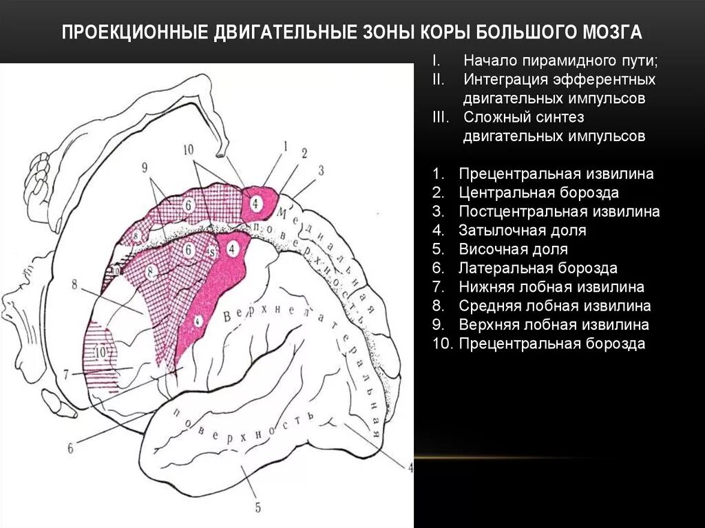 Первичные проекционные зоны коры головного мозга. Проекционные зоны коры головного мозга входят в состав. Первичные проекционные зоны сенсорной коры. Вторичные проекционные зоны коры головного мозга.