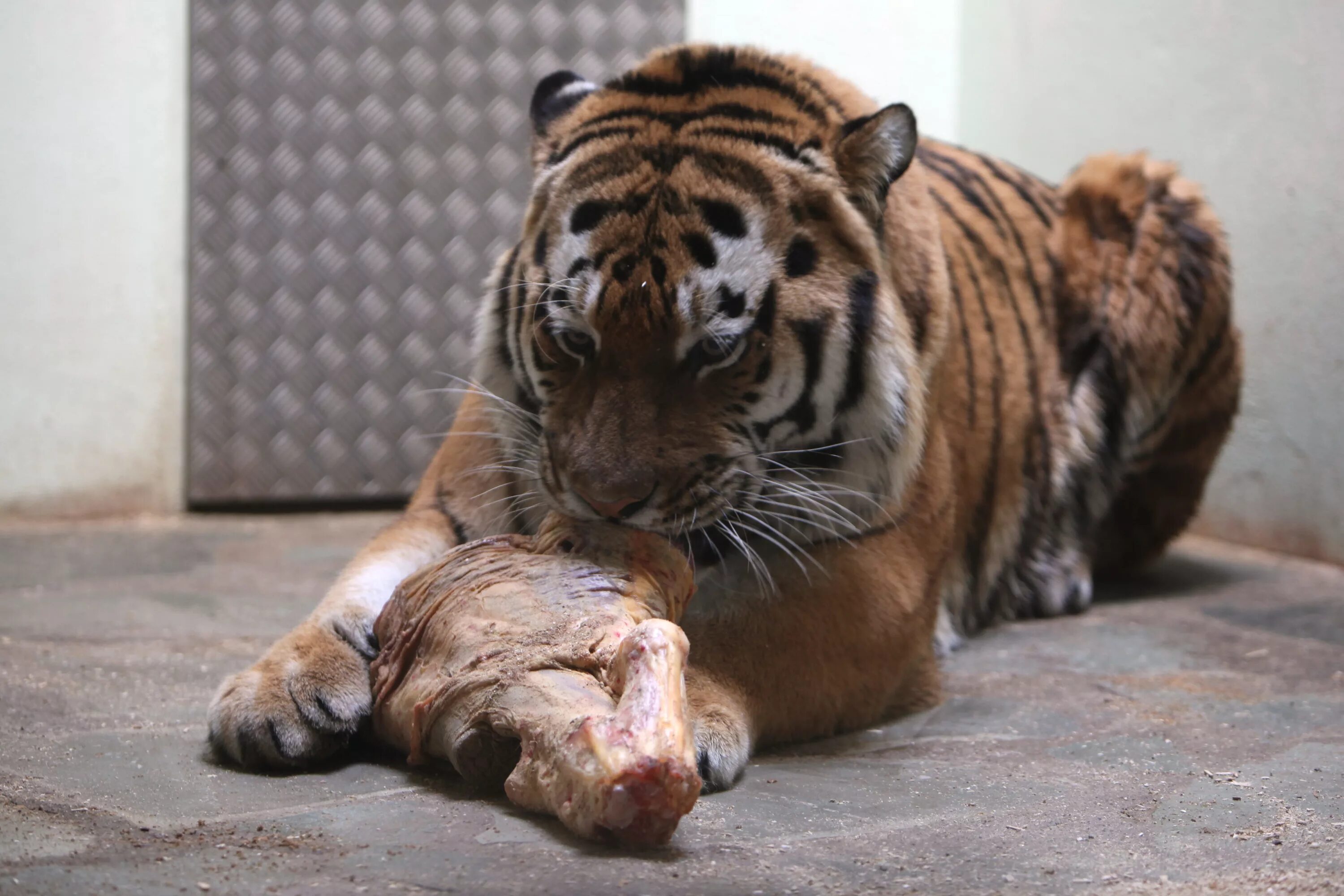 Тигр есть мясо. Тигренок кушает. Голодный тигр.