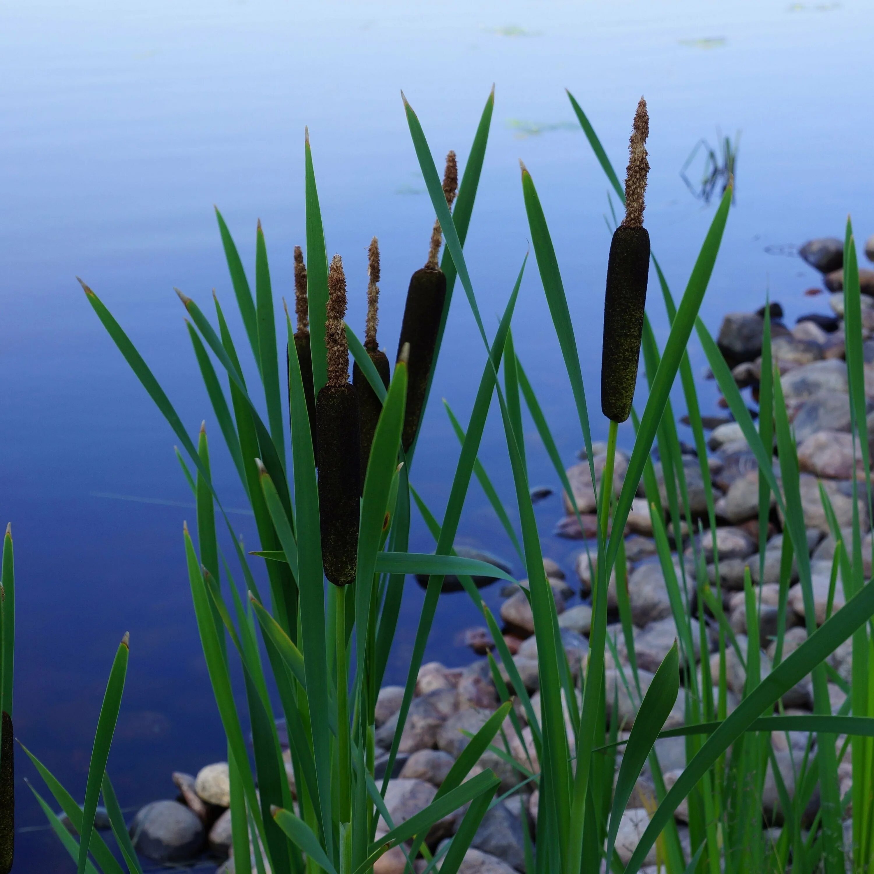 Рогоз стрелолист. Камыш (Scirpus. Рогоз Озерный. Typha laxmannii. Лук в озерах