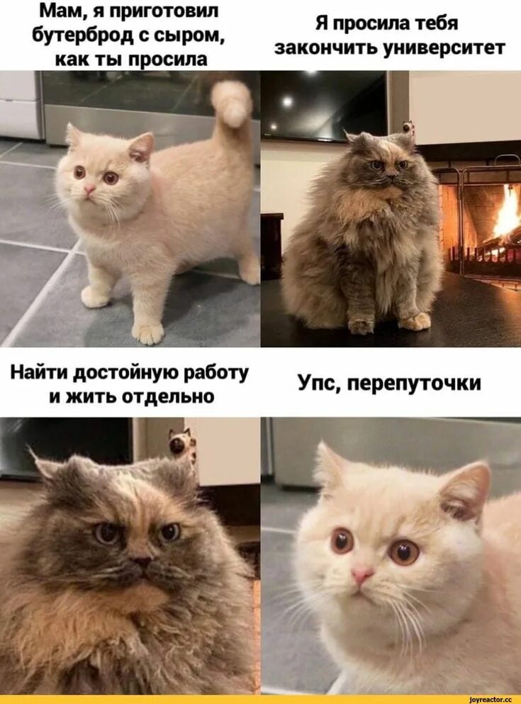 Мемы с котами в хорошем качестве Ответы : какое бы имя дал вам ваш кот