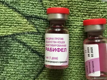 Прививка рабифел