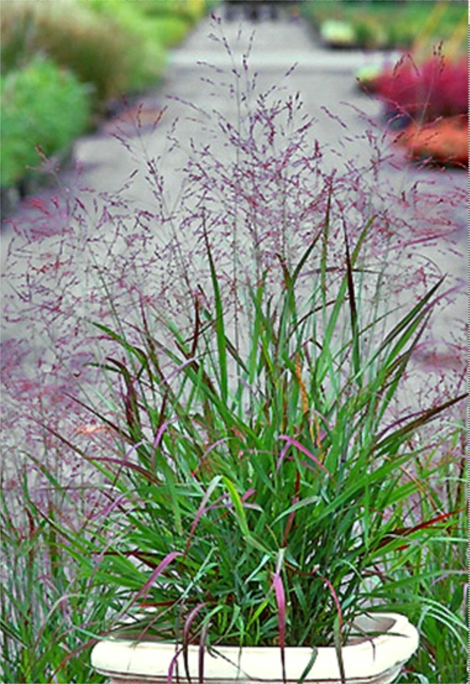 Thundercloud Plants, Ornamental grasses, Grass