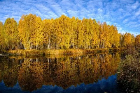 Желтою резьбой блестят в лазури голубой