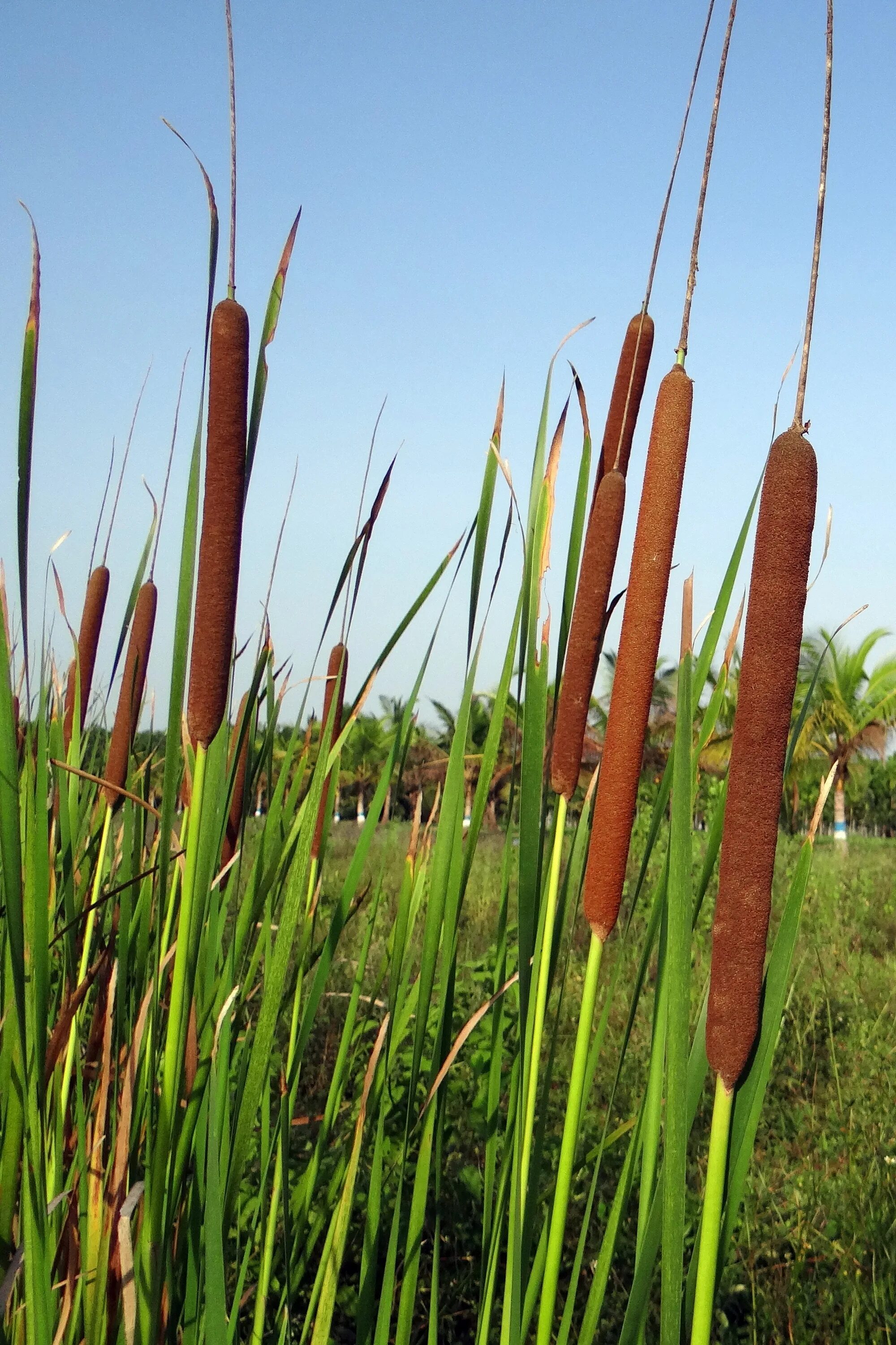 Сколько растет тростник. Рогоз узколистный (Typha angustifolia). Рогоз и рогоз. Осока тростник камыш рогоз. Рогоз узколистный (Typha angustifolia l.).