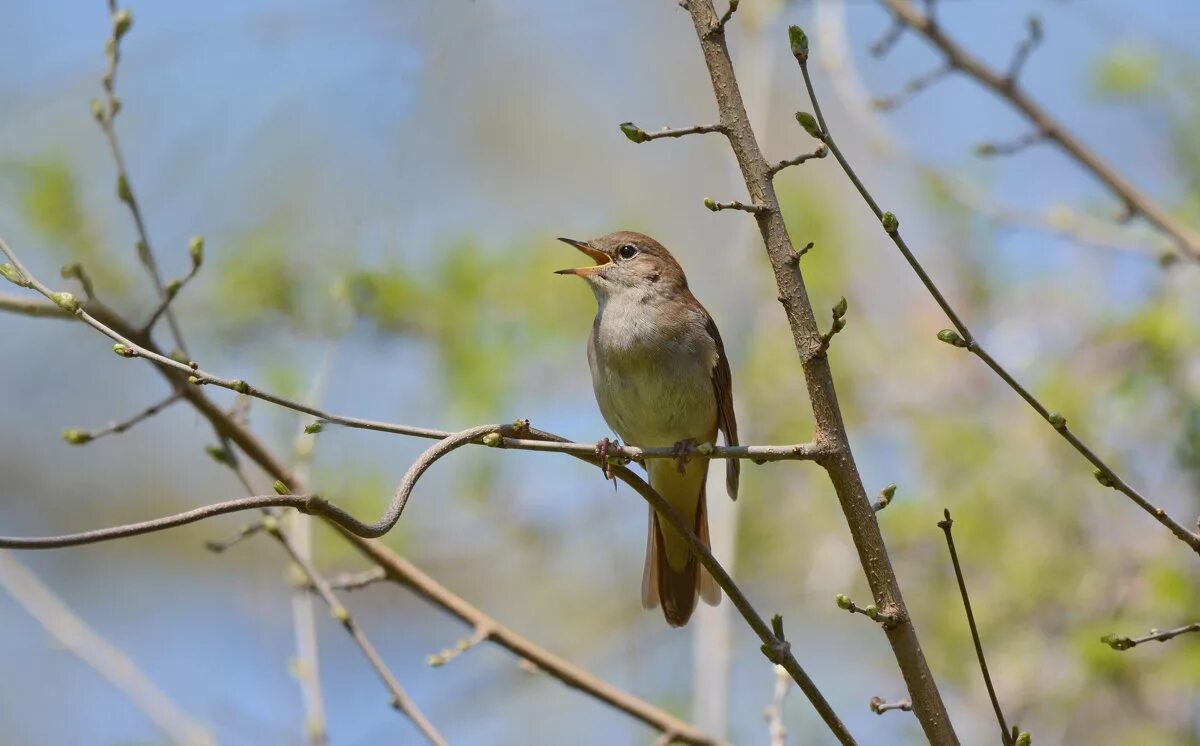 Соловьи в ярославле. Соловей весной. Обыкновенный соловей. Соловей в подмосковье. Соловей обыкновенный, восточный.
