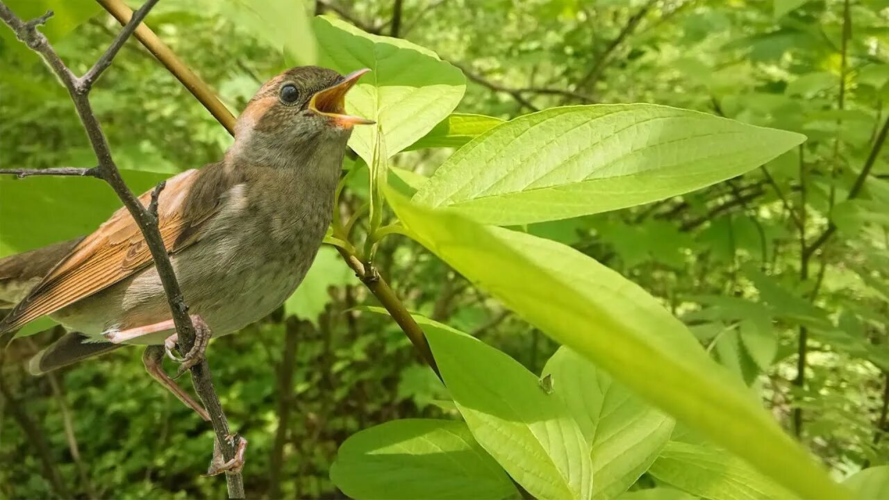 Природа пение птиц для сна. Соловьиная роща Соловей. Птицы в лесу. Соловей в лесу. Птицы в летнем лесу.