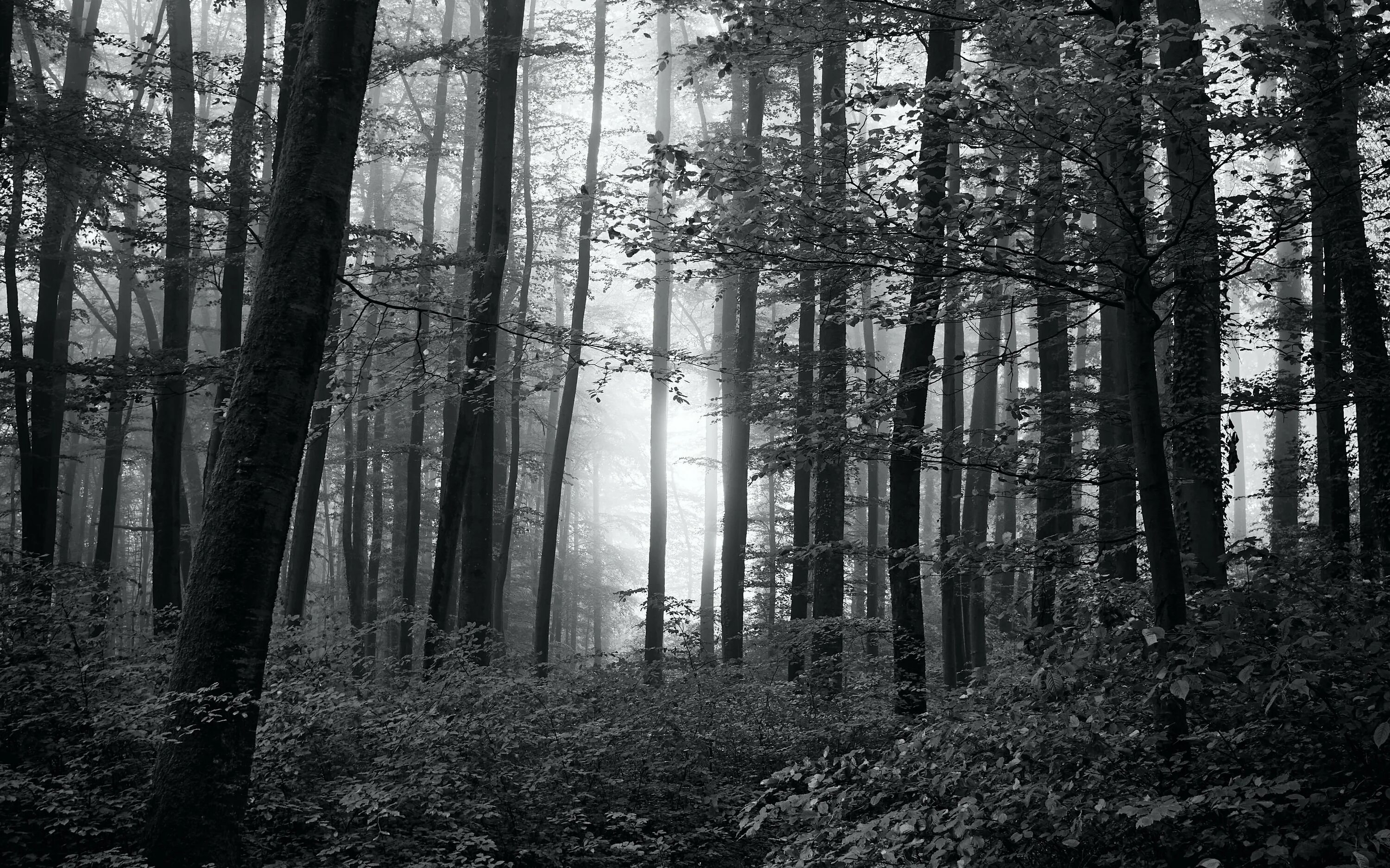 Самый черный лес. Скандинавия лес Шварцвальд. Шварцвальд темный лес. Чёрный лес Шварцвальд сосны. Мрачный лес.