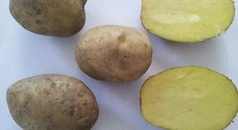 Картофель арроу описание сорта фото отзывы сроки