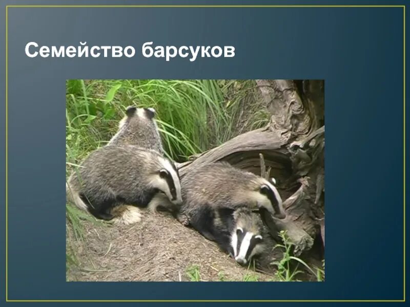 Известно что барсук обыкновенный всеядное животное ведущее. Семейство барсуков. семья барсука. всеядное животное барсук. семья барсуков.