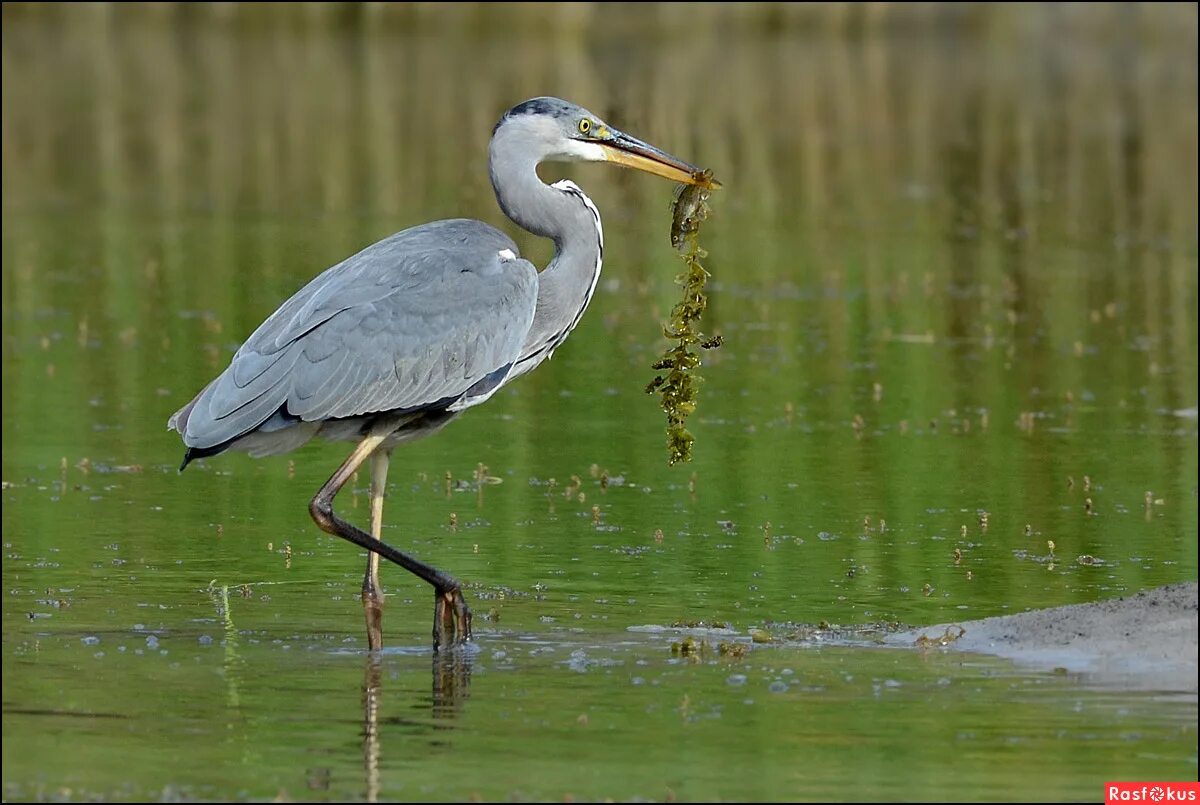 на болоте стоит цапля одной лягушка. на болоте стоит цапля одной лягушка. цапля болотная в беларуси. болотная кваква птица. цапля херон престон.
