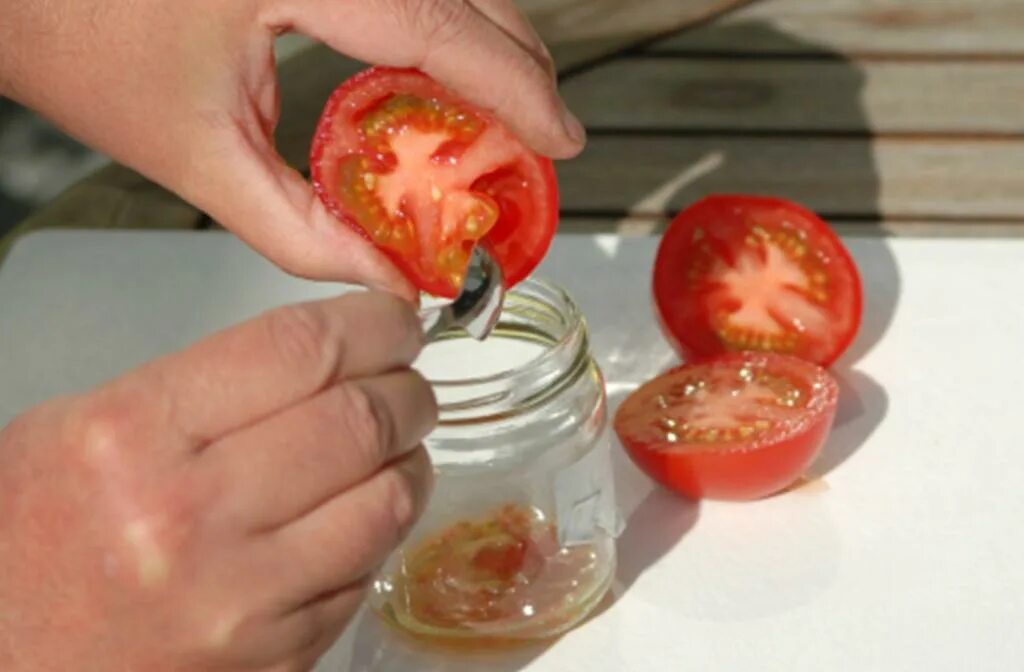 Сбор семян томатов. Семена из помидор. Собираем семена томатов. Заготовка семян томатов.