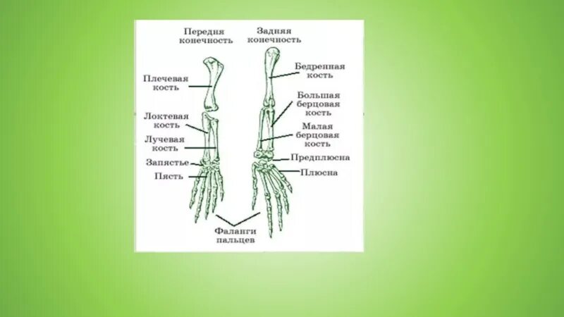 Строение конечностей пресмыкающихся. Пояс передних конечностей пресмыкающихся. Скелет пояса передних конечностей у пресмыкающихся. Передняя конечность рептилии.