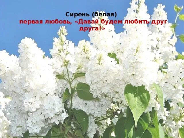 Сирень (белая) — первая любовь, «давай будем любить друг друга!».. Белая сирень стихи. Первая любовь сирень. Белая сирень первая любовь.