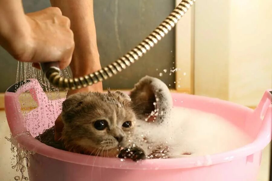 Как мыт кошку. Купание кошки. котенок моется. мытье кота. кот в тазике в ванной.