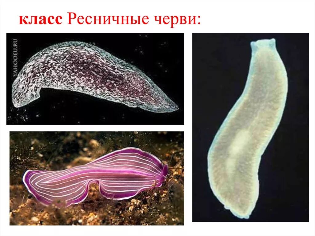 Реснитчатые черви планария. Тип плоские черви класс Ресничные черви. Turbellaria (Ресничные черви). Тип плоские черви турбеллярии. Примеры беспозвоночных животных плоские черви